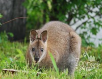 /album/fotogalerie-zoopark-na-hradecku-horni-pena/klokan-bennettuv-5-zoopark-jpg/